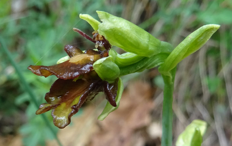 Lusus ? aberrazione ?....lusus di Ophrys insectifera